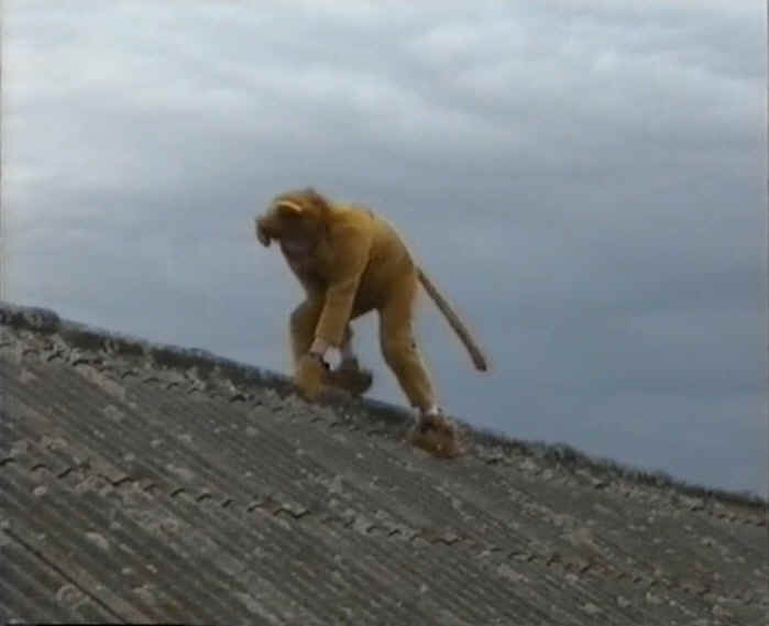 After Final Whistle: Lion on the Roof